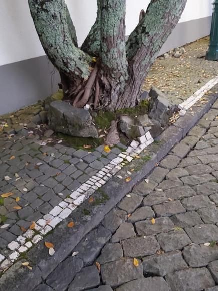 RESULTADO – Inquérito efetuado sobre retirada das árvores na Alameda Arcanjo São Miguel