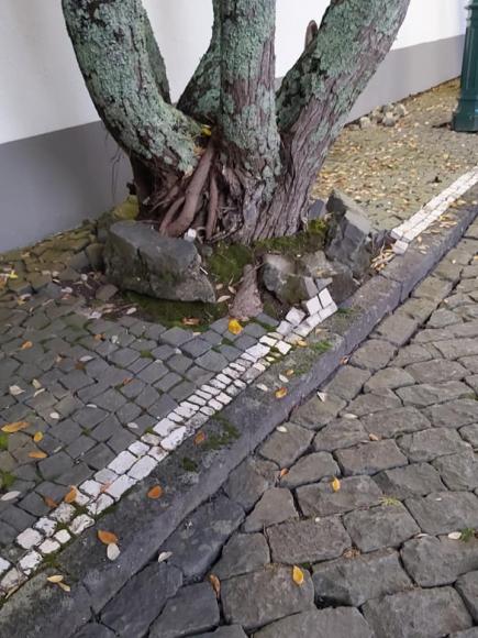RESULTADO – Inquérito efetuado sobre retirada das árvores na Alameda Arcanjo São Miguel RESULTADO – Inquérito efetuado sobre retirada das árvores na Alameda Arcanjo São Miguel